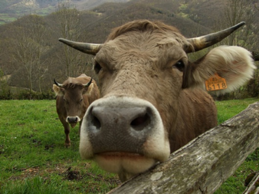 Ale krowa! (aliaetu/Flickr)
