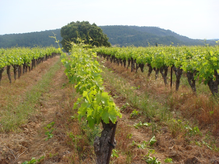 Languedoc : terre de vin et de passion | Crédits : MS