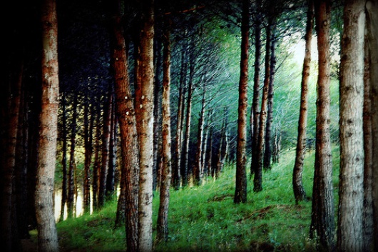 Forêt en Europe 