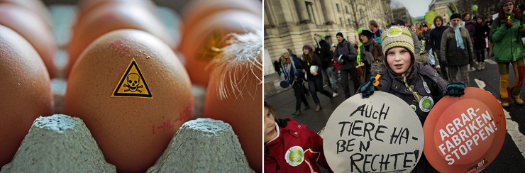 Les agriculteurs nourissaient les poulets et porcs avec des aliments contenant de la dioxine