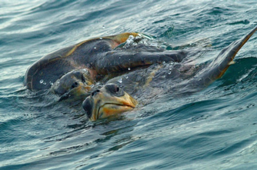Żółw morski (Plumerio Pipichas/Flickr)