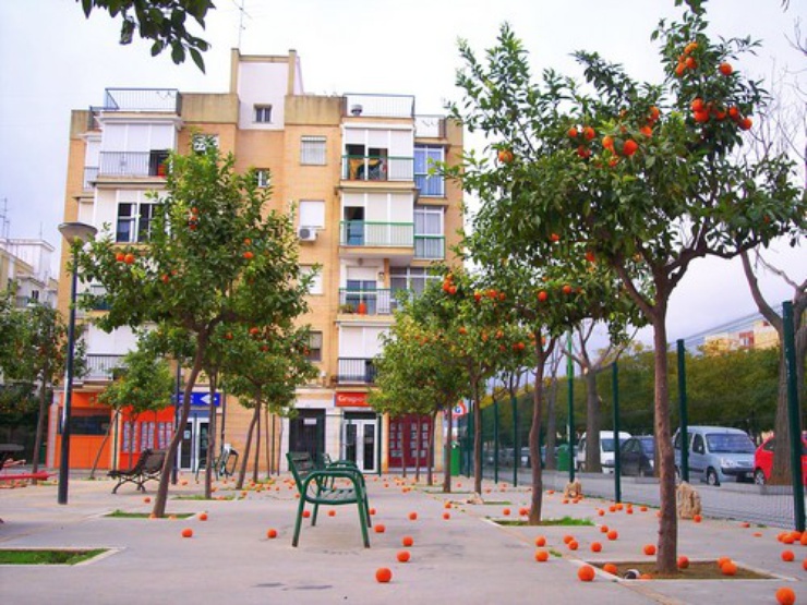 En Sevilla no saben que hacer con las naranjas