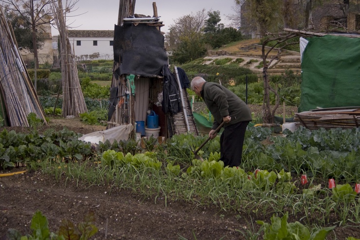 Para muchos vecinos, ir cada día a cultivar sus hortalizas es toda una terapia