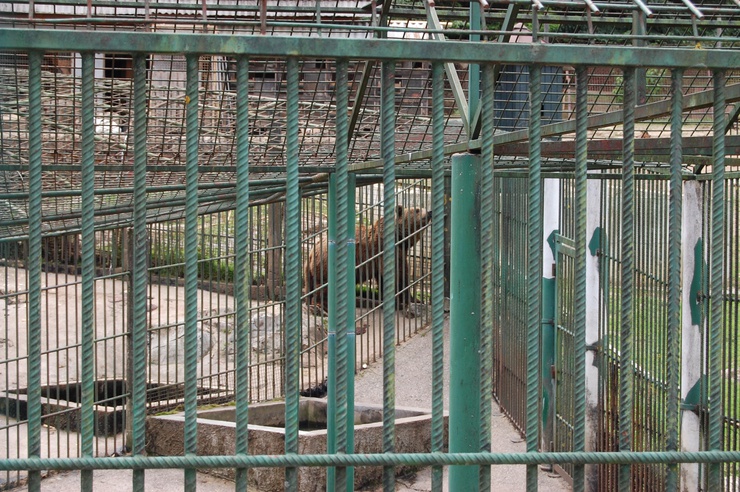 Die einzigen Bären, die wir in Slowenien sahen, waren in Käfigen zwischen einem Restaurant und einer Tankstelle in Lozine