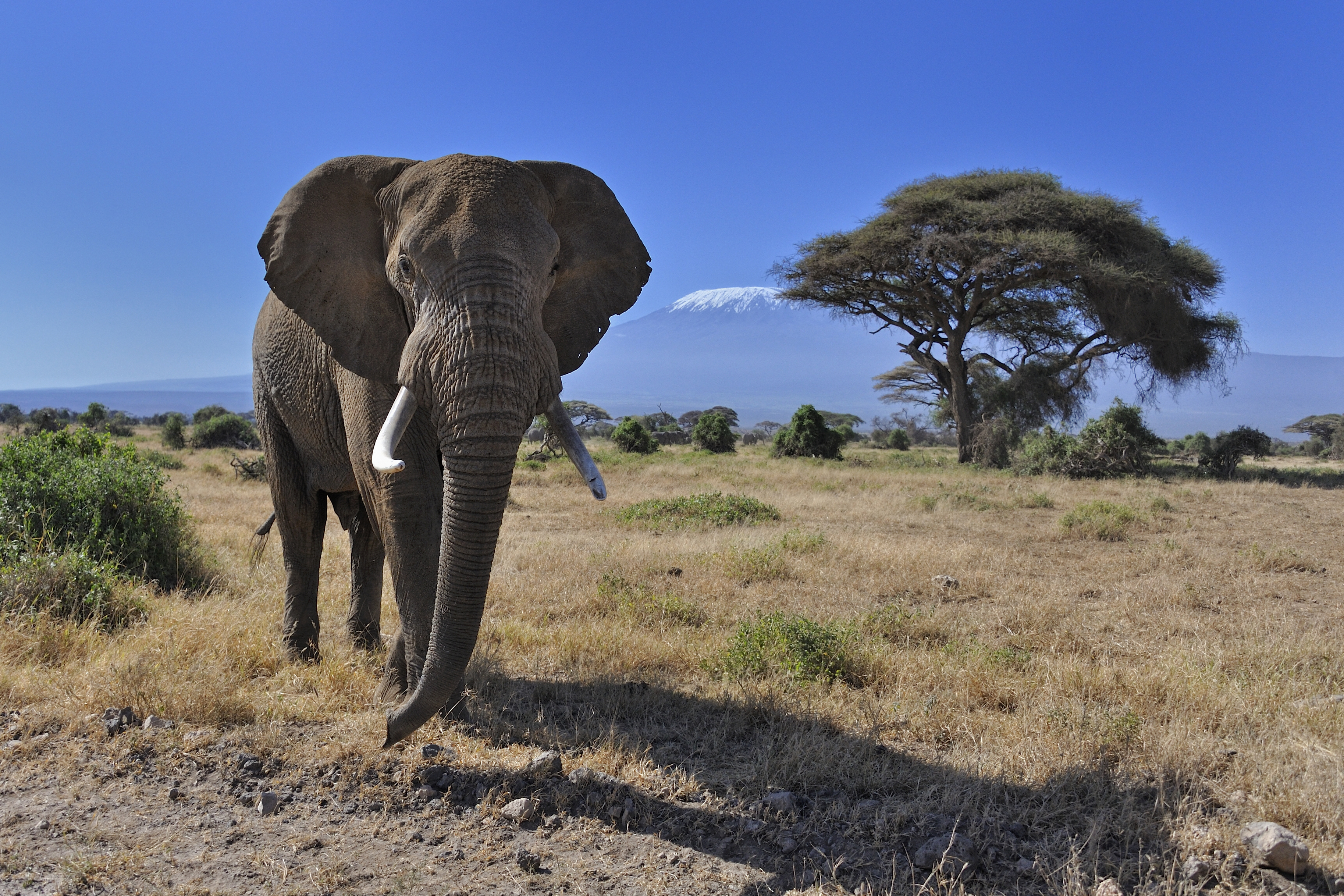 Африка слоны Саванна