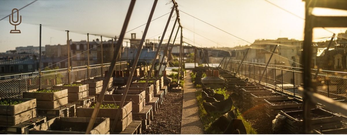 Image for À Bruxelles, des légumes en ville