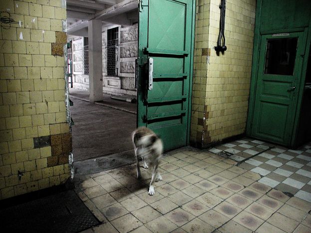 Image for Zdziczałe psy w Rumunii a napięcia polityczne ugruntowane na spadku komunistycznym