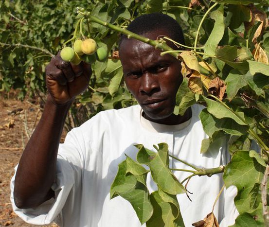 Image for Biofuels: how green is the green gold rush in Senegal?