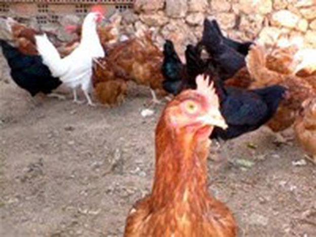 Image for Hungary fights bird flu

