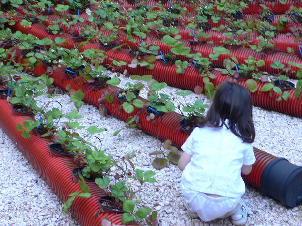 Image for Eco-architecture in Strasbourg: all hands on the deck