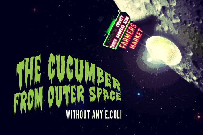 Image for Space cucumbers in battle against E. coli
