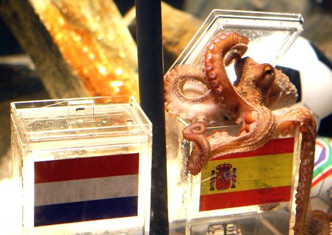 Image for Interview with psychic Paul, the German octopus 