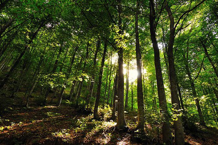 Image for Una passeggiata nei boschi dell’Unione europea
