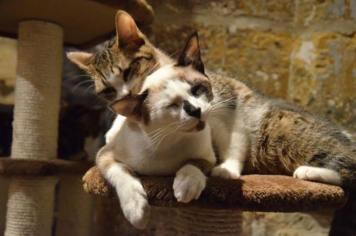 Image for Meriendas felinas en 'Le Café des Chats' de París