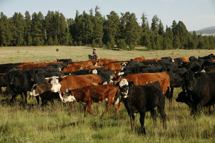 Image for Livestock: the biggest threat to our planet?