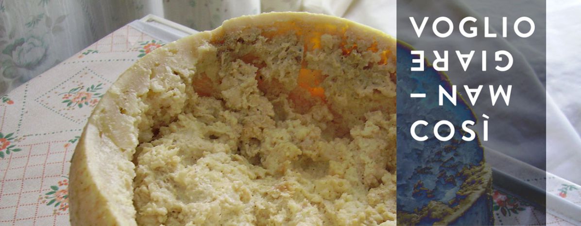 Image for Casu Marzu: The world’s most dangerous cheese