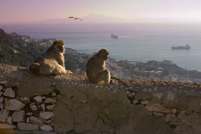 Image for Gibraltar: Skurriler Streit um den Affenfelsen