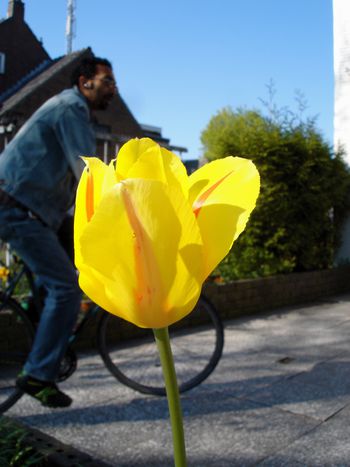 Image for Vélos, sabots et tulipes : les icônes néerlandaises vues par un Slave