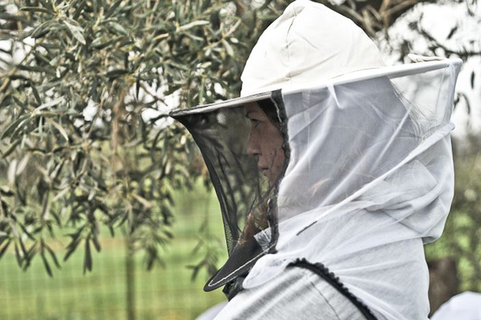 Image for CUANDO GRECIA CULTIVA LA UTOPÍA