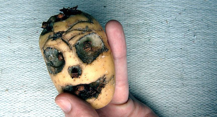Image for ¿Listos para comer patatas transgénicas? La prensa opina