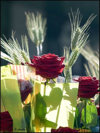 Image for Sant Jordi through European eyes