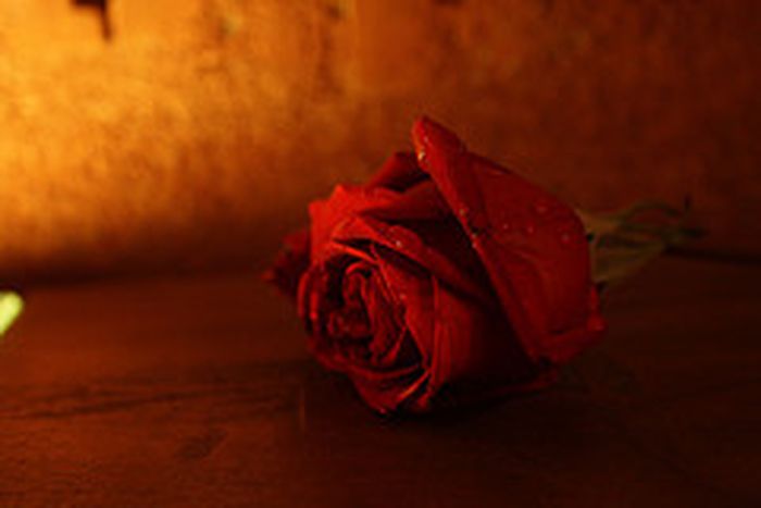 Image for Au nom de la Rose