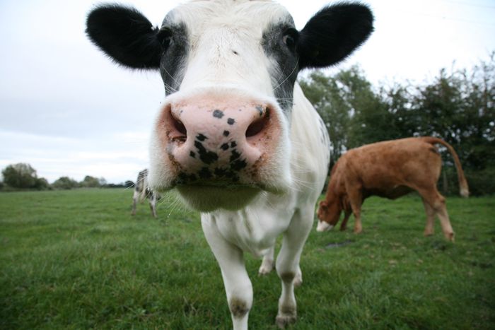 Image for La vaca Yvonne a la brasa: una receta revolucionaria