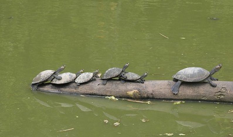 Image for Journée de la Terre : tortues contre parkings
