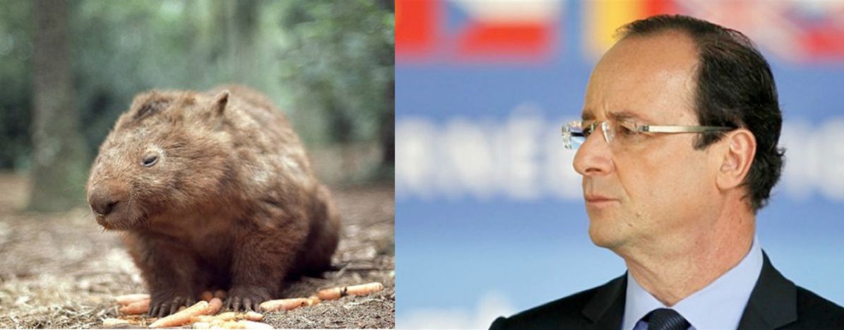 Image for 5 animals that resemble France's presidential candidates