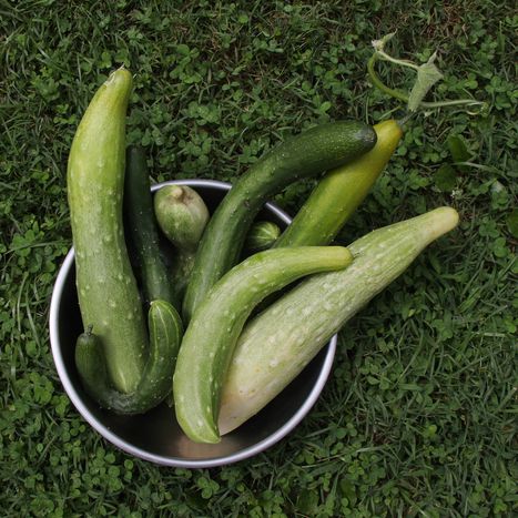 Image for Gaspillage alimentaire : la revanche des légumes moches