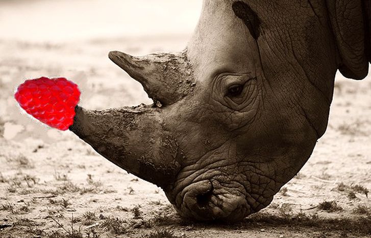 Image for EU aphrodisiacs: unleash the rhinoceros in you