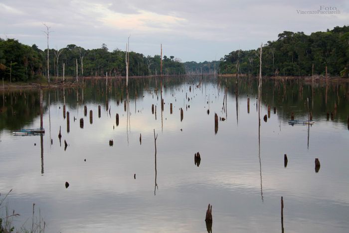 Image for UN COMPLESSO MOSAICO VERDE: AMAZZONIA