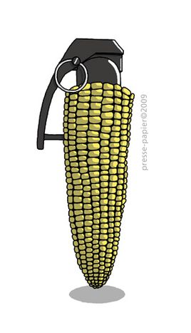Image for Austria’s ban on cultivating genetically modified sweetcorn 