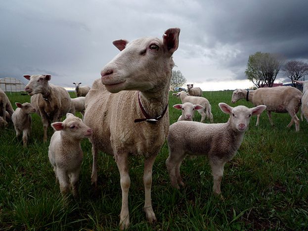 Image for Voyage : j’ai testé pour vous le «Wwoofing» dans le Devon