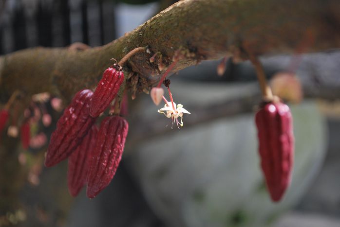 Image for Fève de cacao: fantasme, vices et vertus 