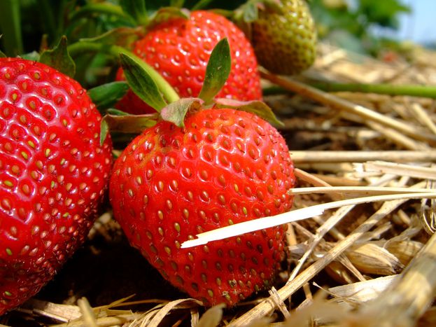 Image for Shortage of Eastern Europeans in strawberry fields (forever)