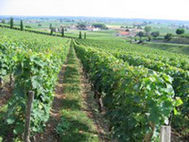 Image for «Io, viticoltore francese, accetto la globalizzazione»
