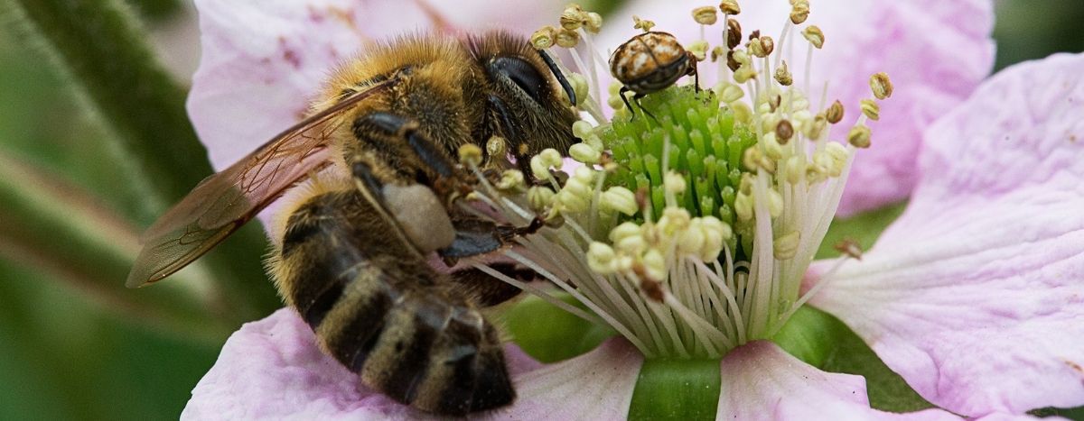 Image for Y a-t-il vraiment de la place pour les abeilles dans la politique européenne ? 