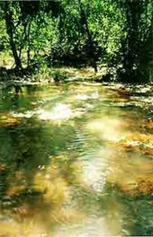 Image for Of forests and water – Vienna Spring Protection Forests