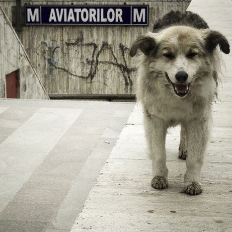Image for Romania's stray dogs, souvenirs of a communist past
